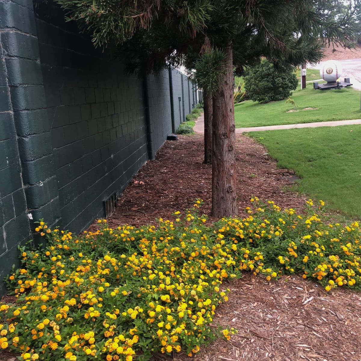 Non-native plants and bushes and “weeds” have been cleared behind the wall and grandstand.